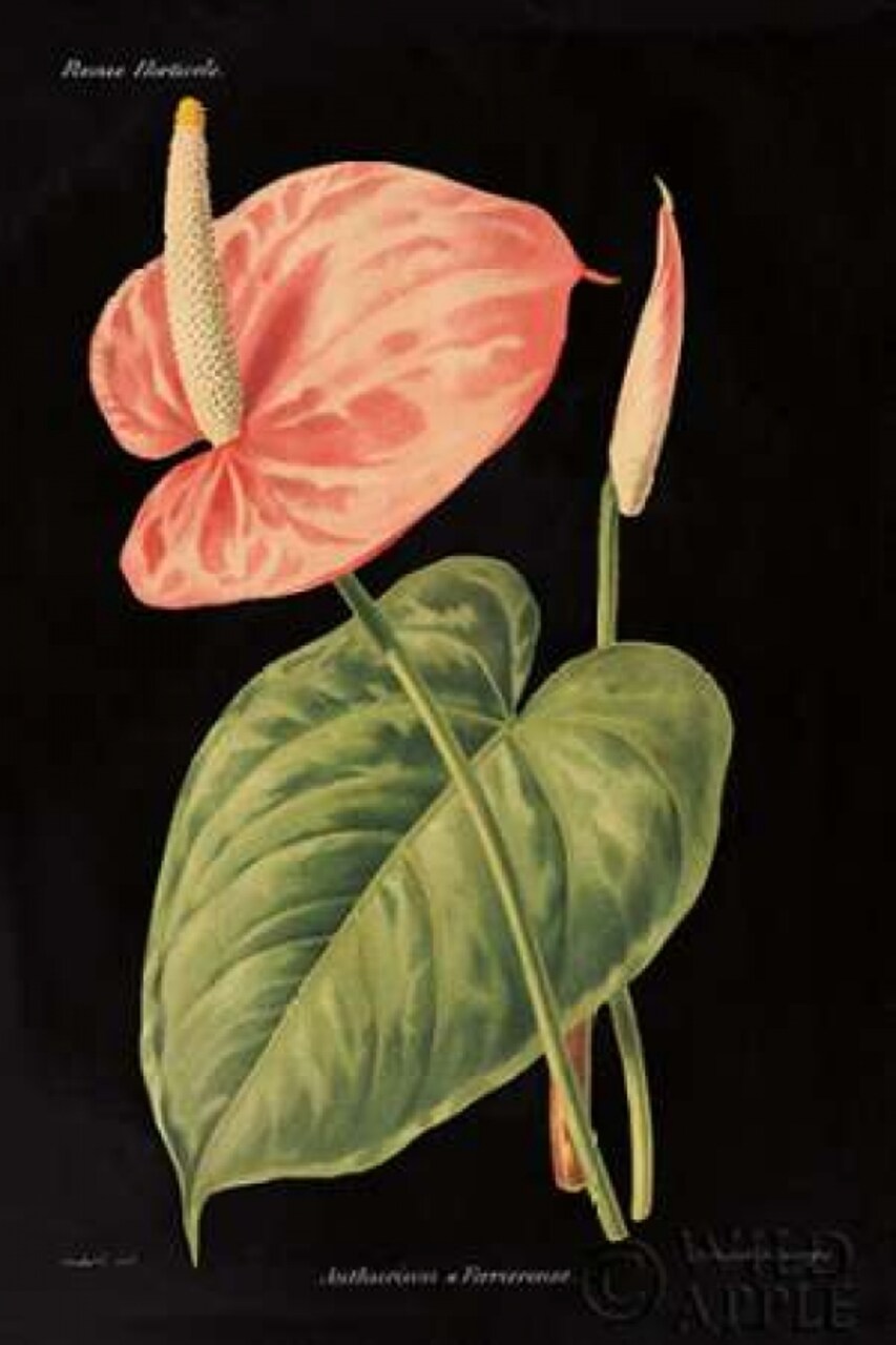 Anthurium Ferrierense on Black Poster Print by Wild Apple Portfolio - Item # VARPDX22359
